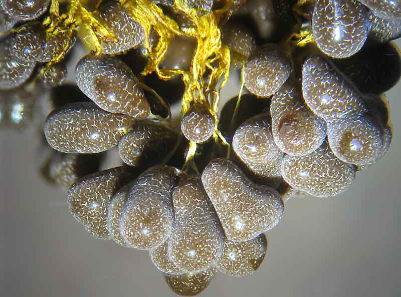 Badhamia utricularis